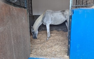 club-hipico-almayate-pupilaje-boxes (1)