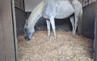 club-hipico-almayate-pupilaje-boxes (2)